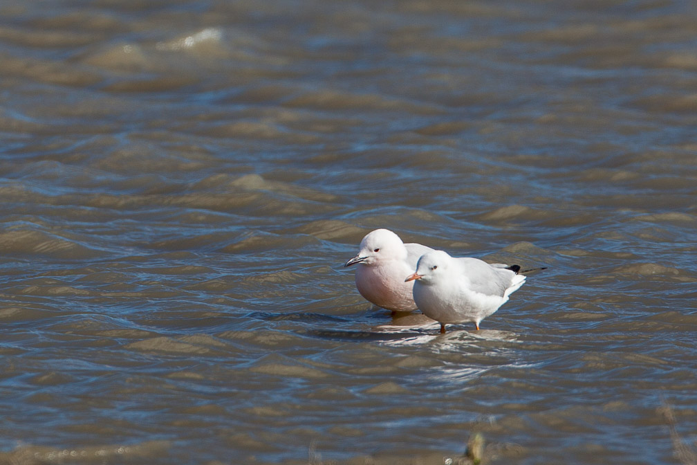 chroicocephalus-genei-france.jpg