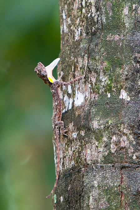 anolis-sp-vietnam.jpg