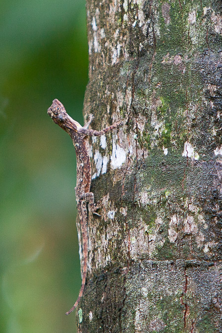 anolis-sp-vietnam-2.jpg