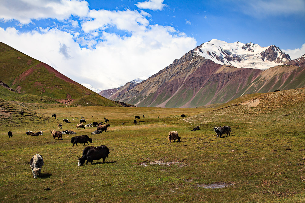 bos-grunniens-kyrgyzstan.jpg