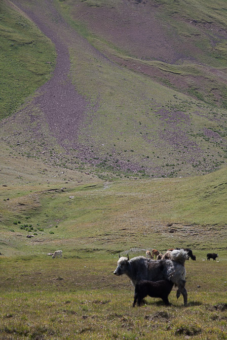 bos-grunniens-kyrgyzstan-2.jpg