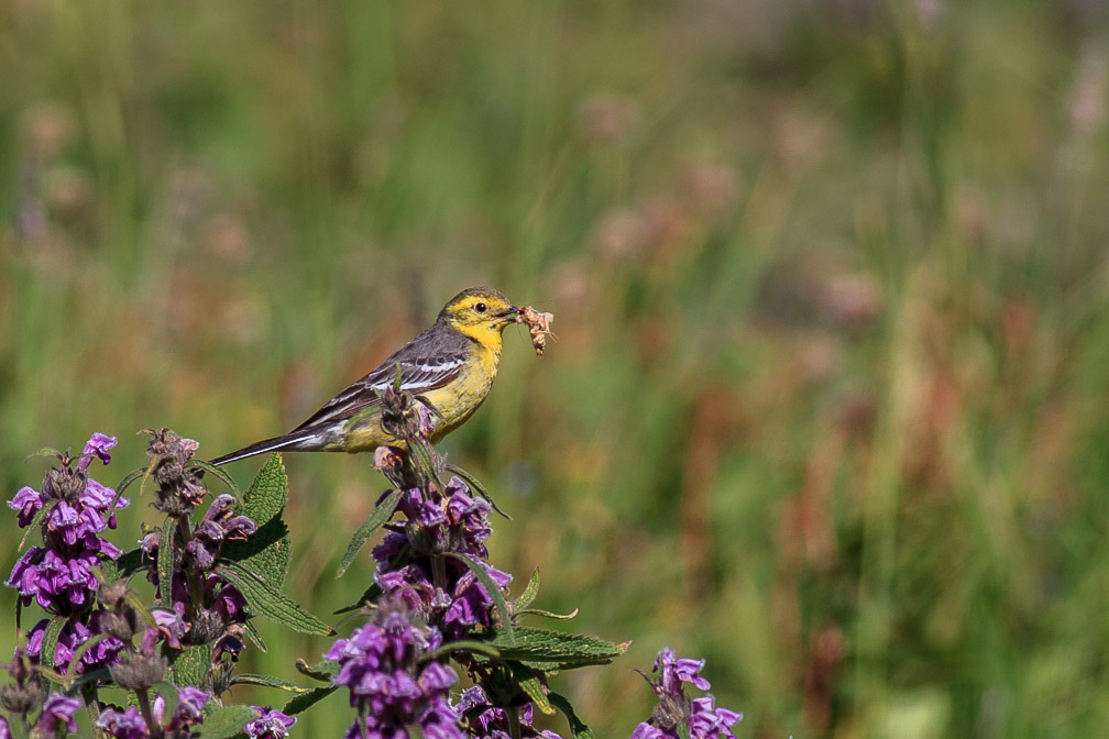 motacilla-citreola-kyrgyzstan.jpg