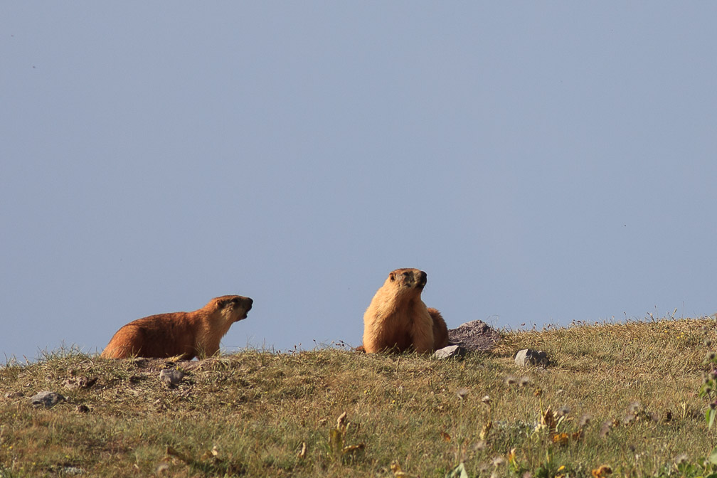 marmota-caudata-kyrgyzstan-2.jpg