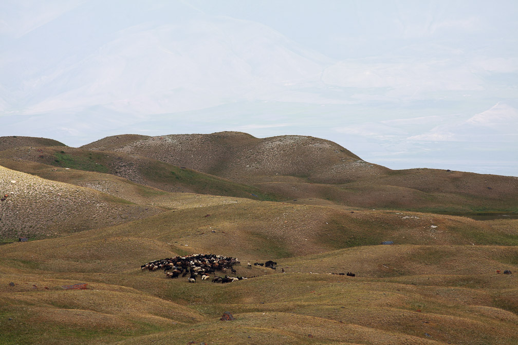 ovis-aries-kyrgyzstan.jpg