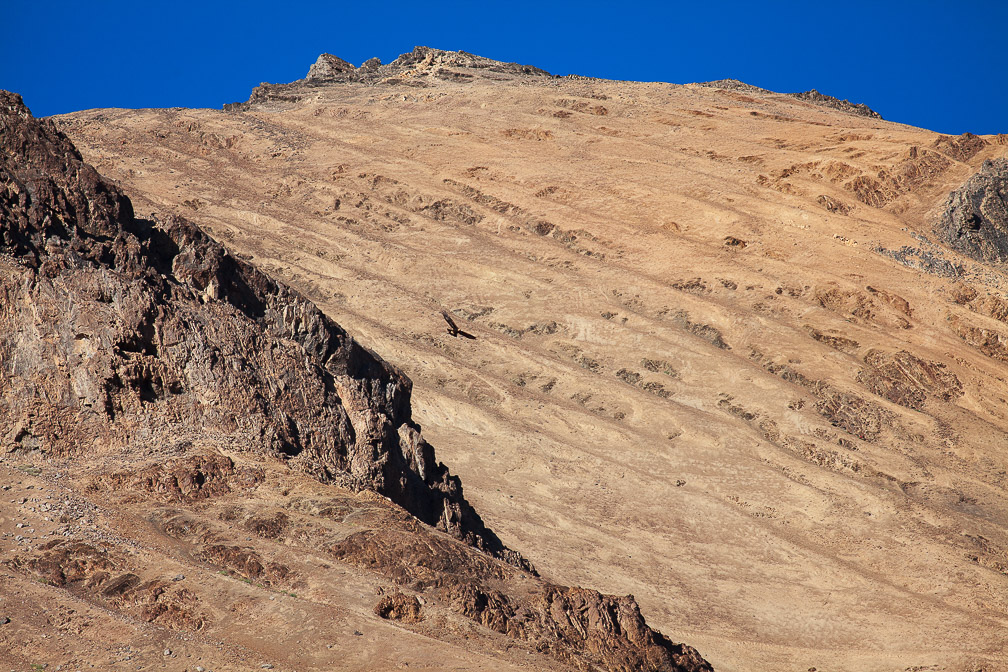 aquila-chrysaetos-tajikistan.jpg