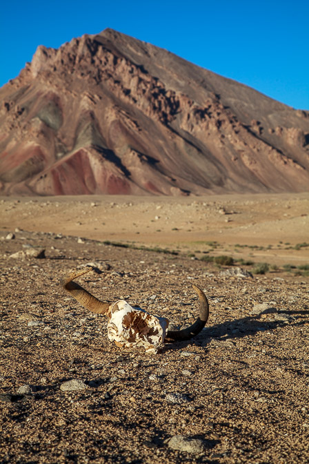 ovis-ammon-tajikistan.jpg