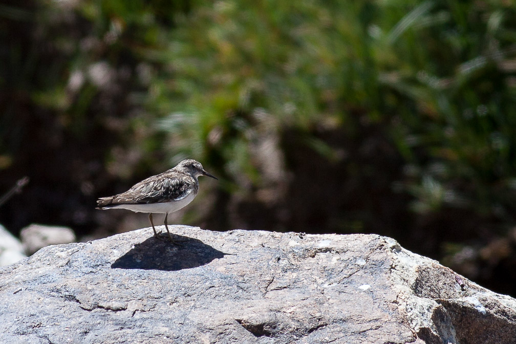 calidris-temminckii-tajikistan.jpg