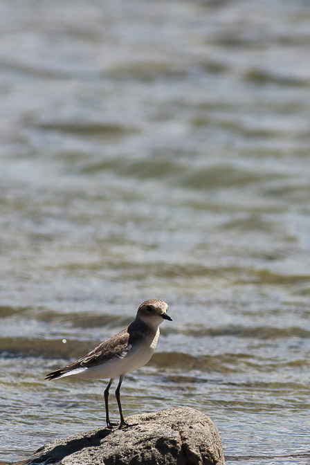 charadrius-mongolus-tajikistan.jpg