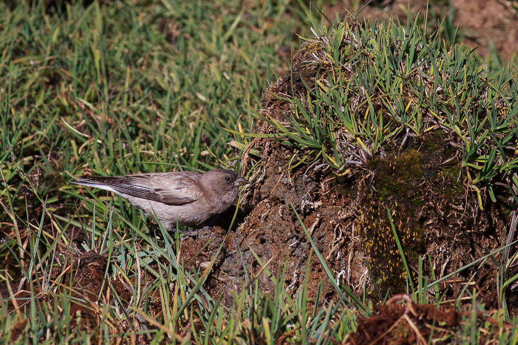 leucosticte-brandti-tajikistan.jpg