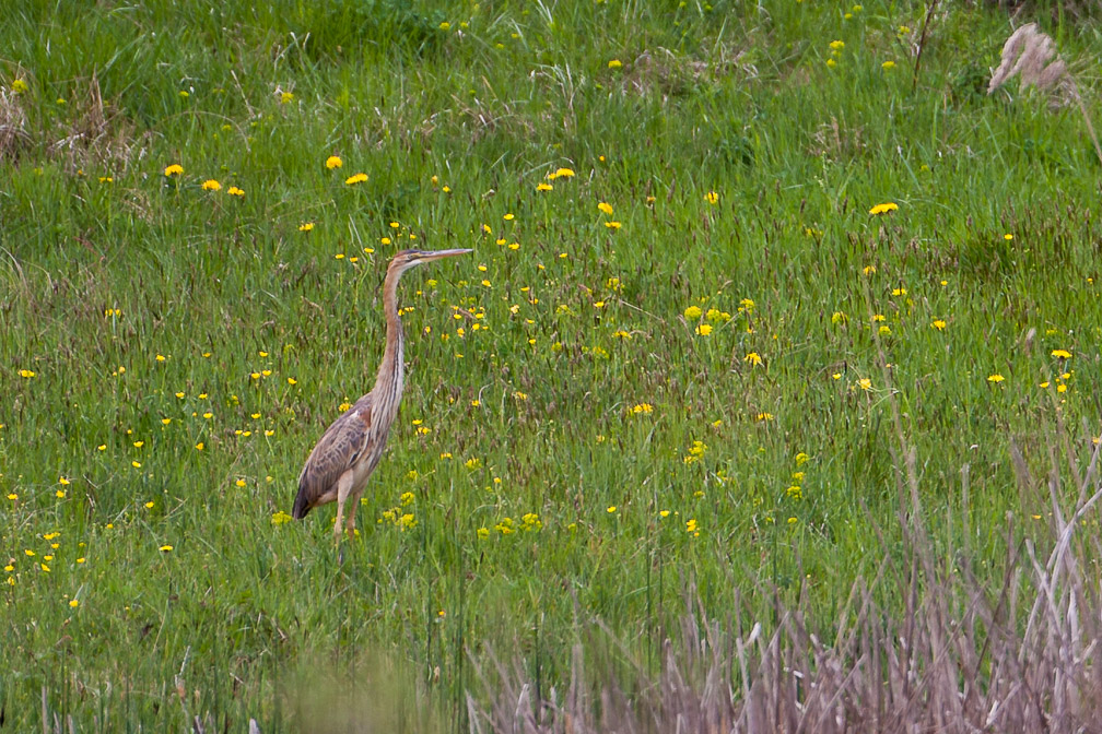 ardea-purpurea-switzerland.jpg