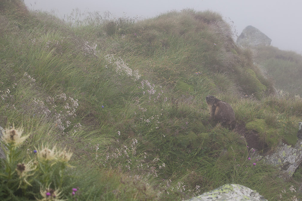 marmota-marmota-austria.jpg