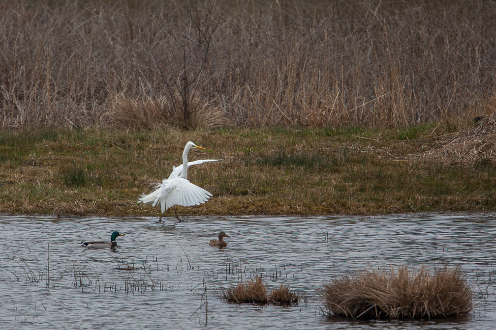 ardea-alba-switzerland.jpg