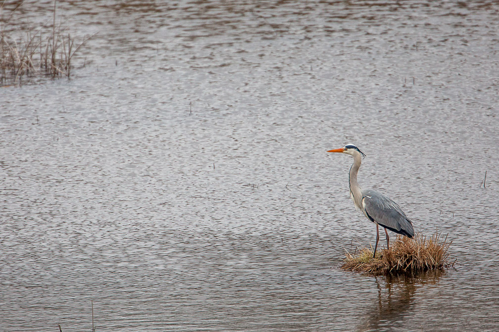 ardea-cinerea-switzerland-2.jpg