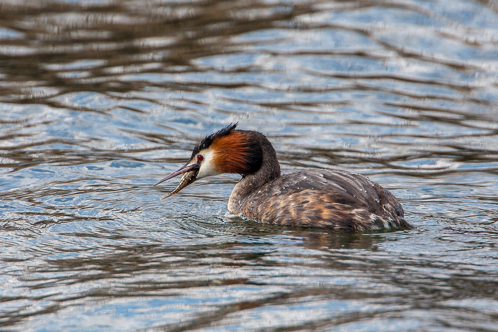 podiceps-cristatus-switzerland-5.jpg