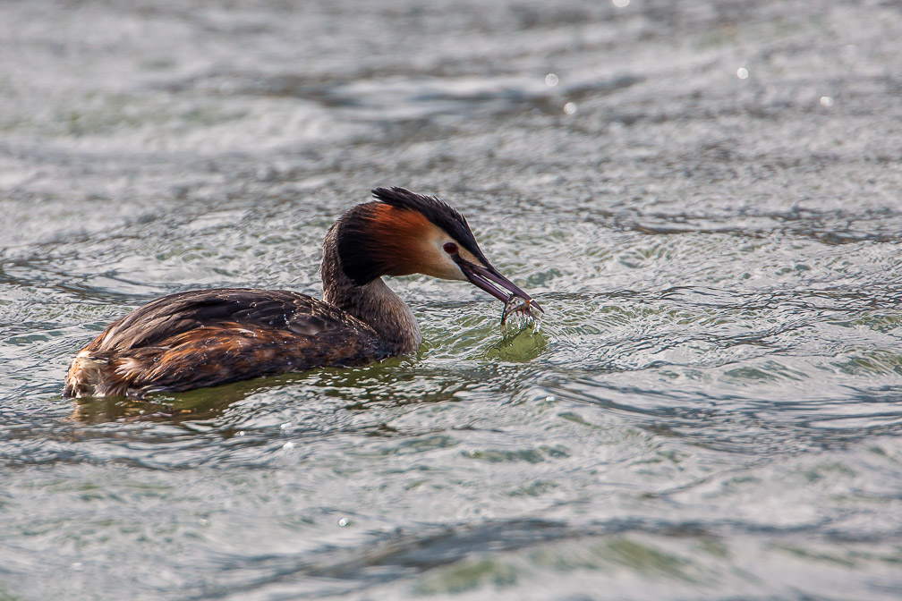 podiceps-cristatus-switzerland-7.jpg