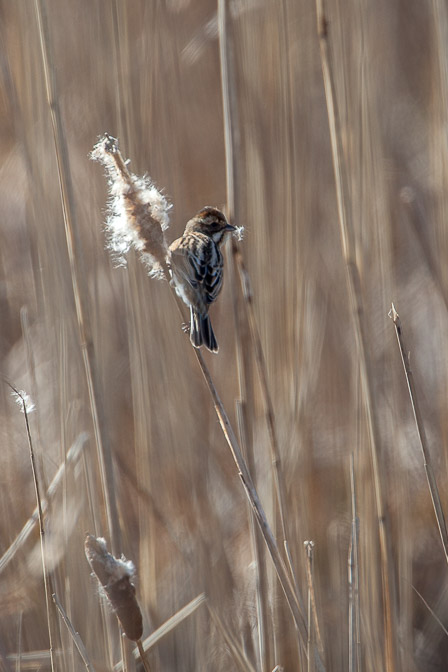 emberiza-schoeniclus-switzerland.jpg