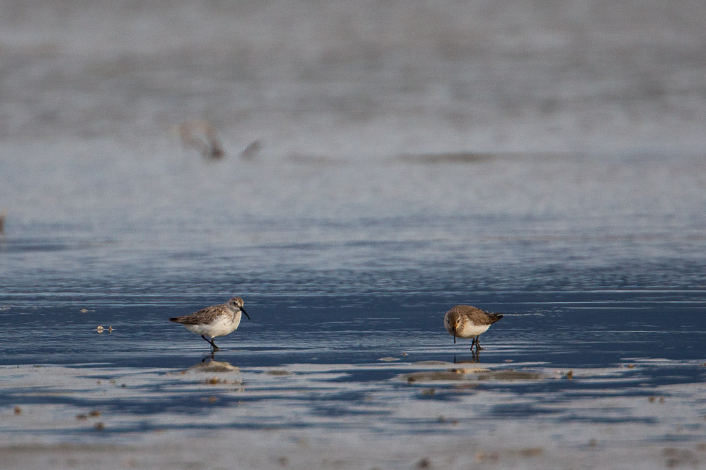 calidris-alpina-switzerland.jpg