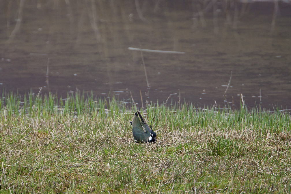 vanellus-vanellus-switzerland-6.jpg