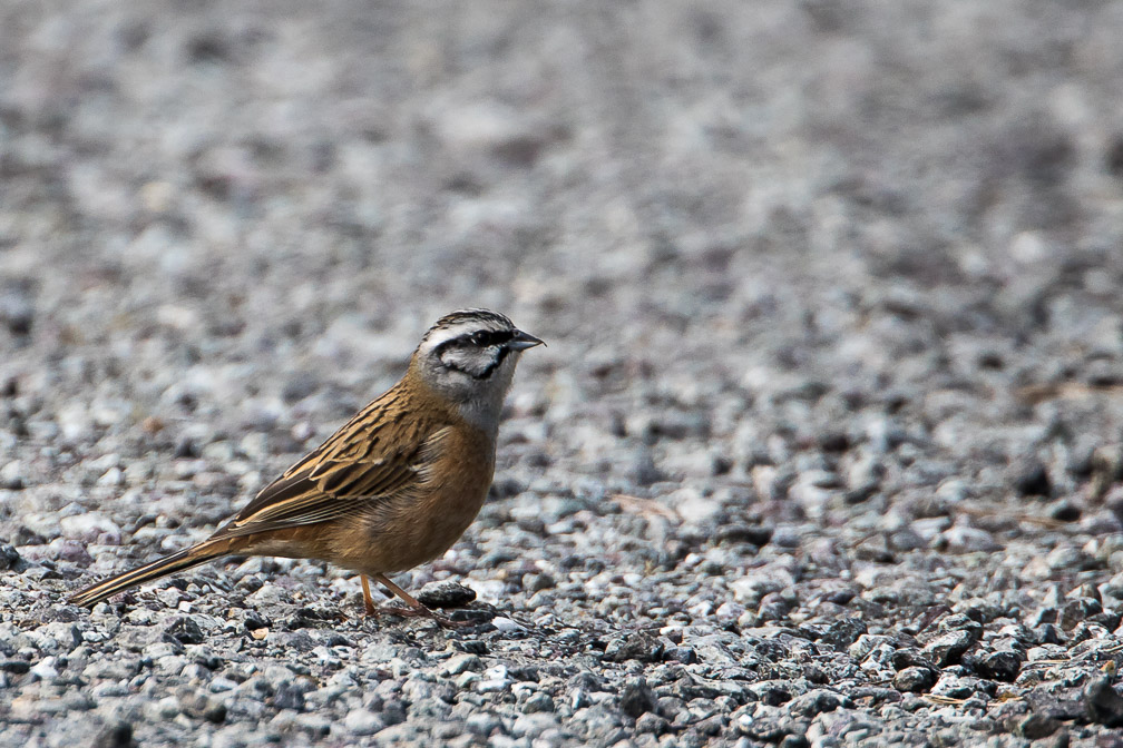 -emberiza-switzerland-2.jpg