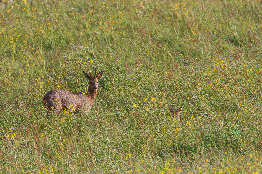 capreolus-capreolus-switzerland-4.jpg