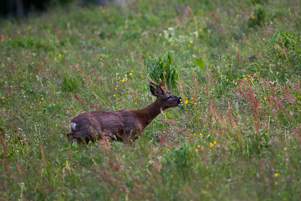 capreolus-capreolus-switzerland-6.jpg