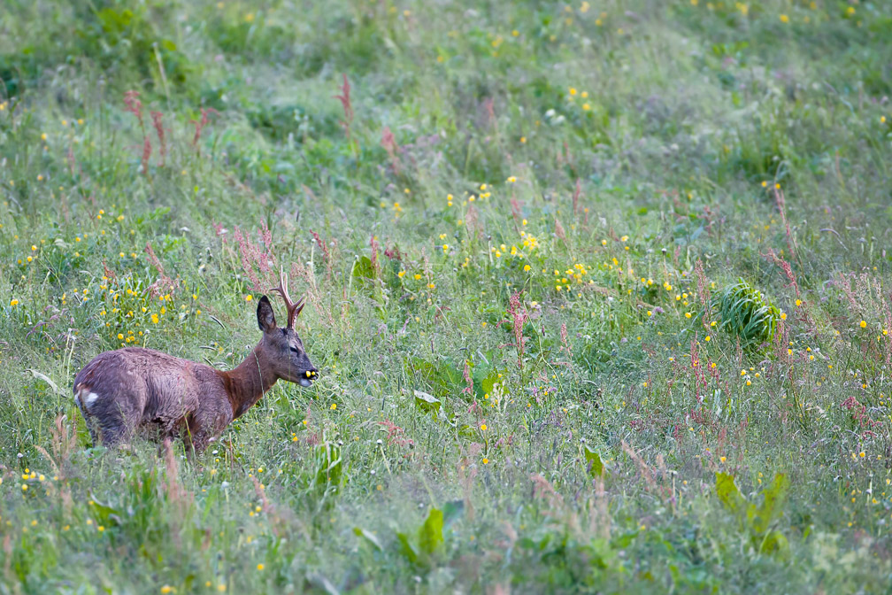 capreolus-capreolus-switzerland-8.jpg