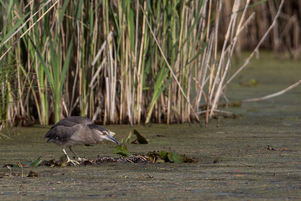 nycticorax-nycticorax-switzerland-3.jpg