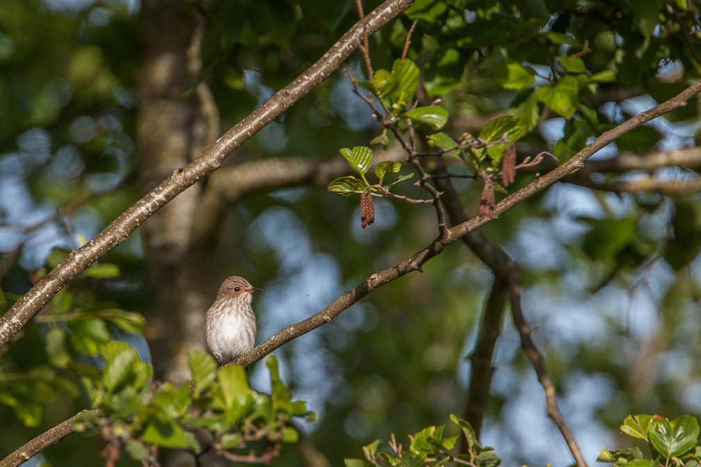 muscicapa-striata-switzerland-2.jpg