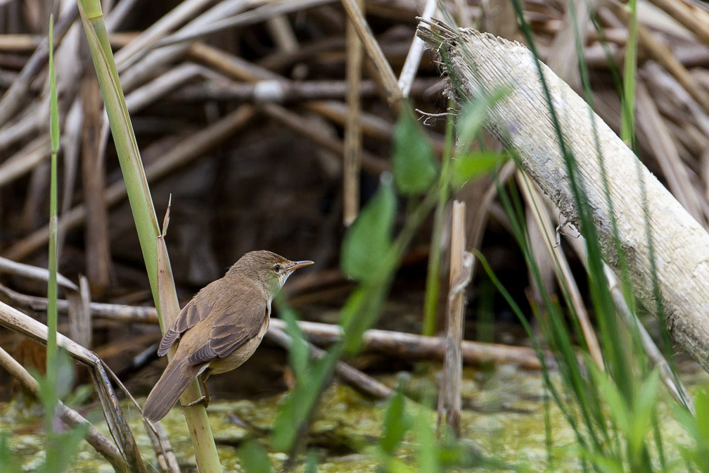 acrocephalus-scirpaceus-switzerland-3.jpg