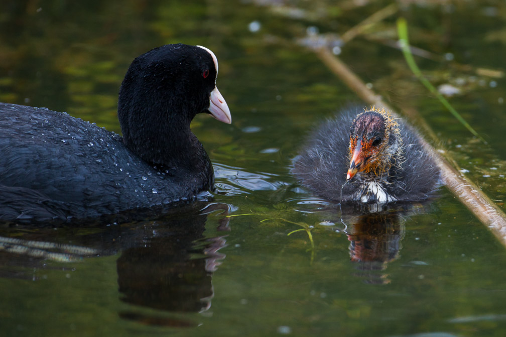 fulica-atra-switzerland-7.jpg