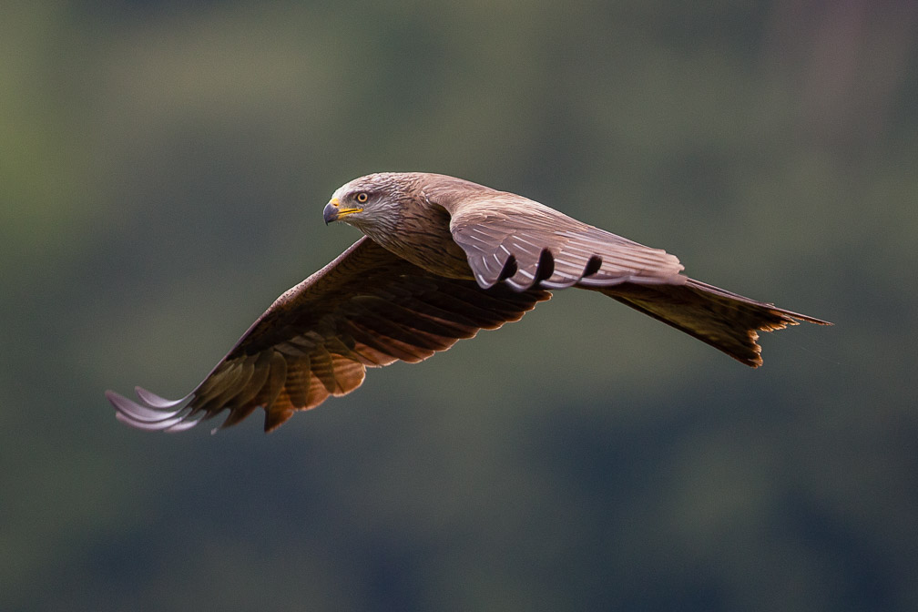 milvus-migrans-switzerland.jpg