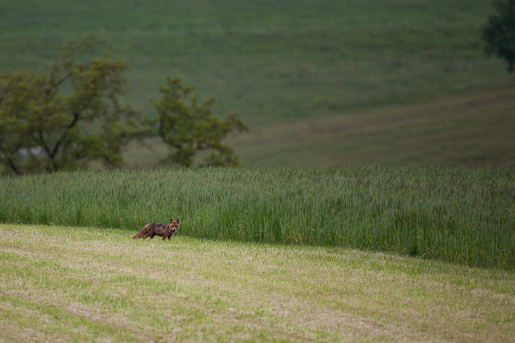 vulpes-vulpes-switzerland-3.jpg