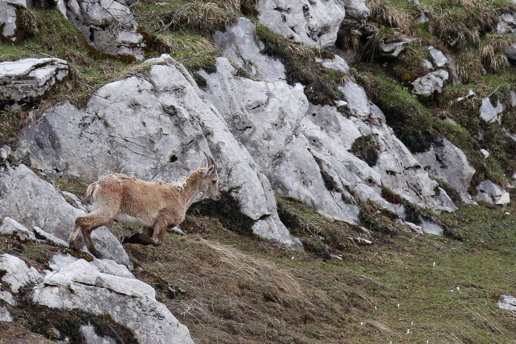 capra-ibex-switzerland-20.jpg