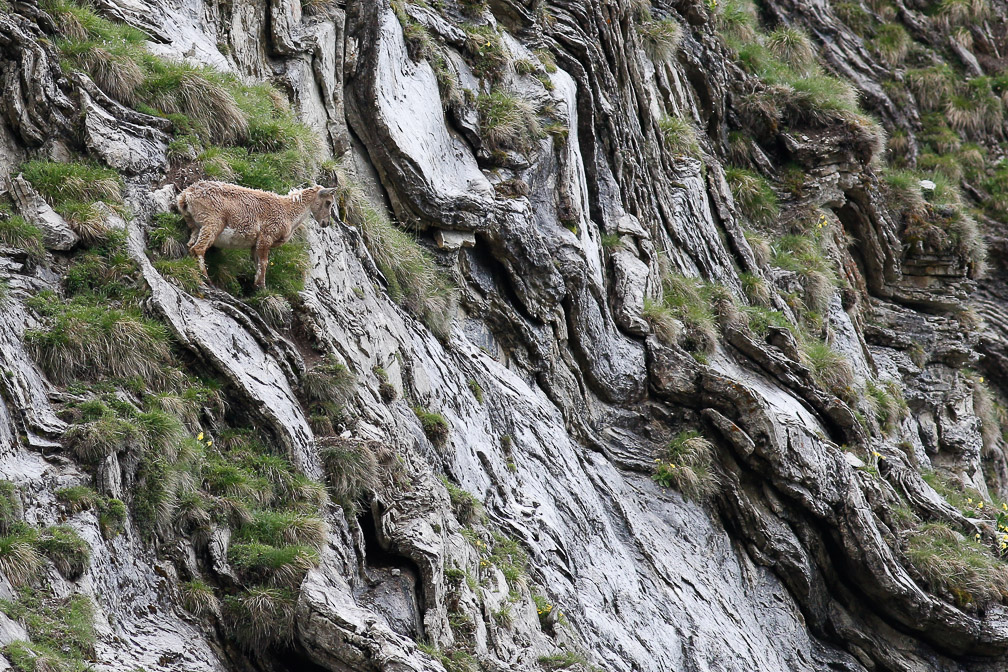 capra-ibex-switzerland-23.jpg