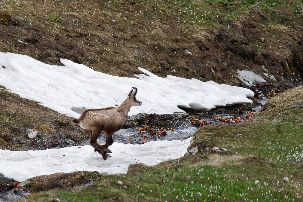 rupicapra-pyrenaica-switzerland-10.jpg