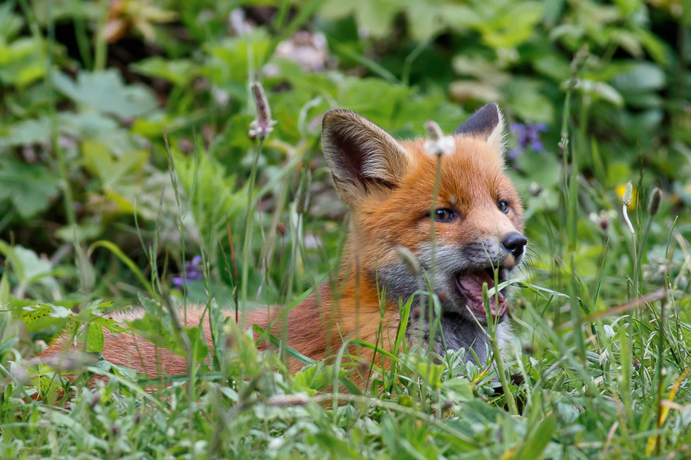 vulpes-vulpes-switzerland-6.jpg