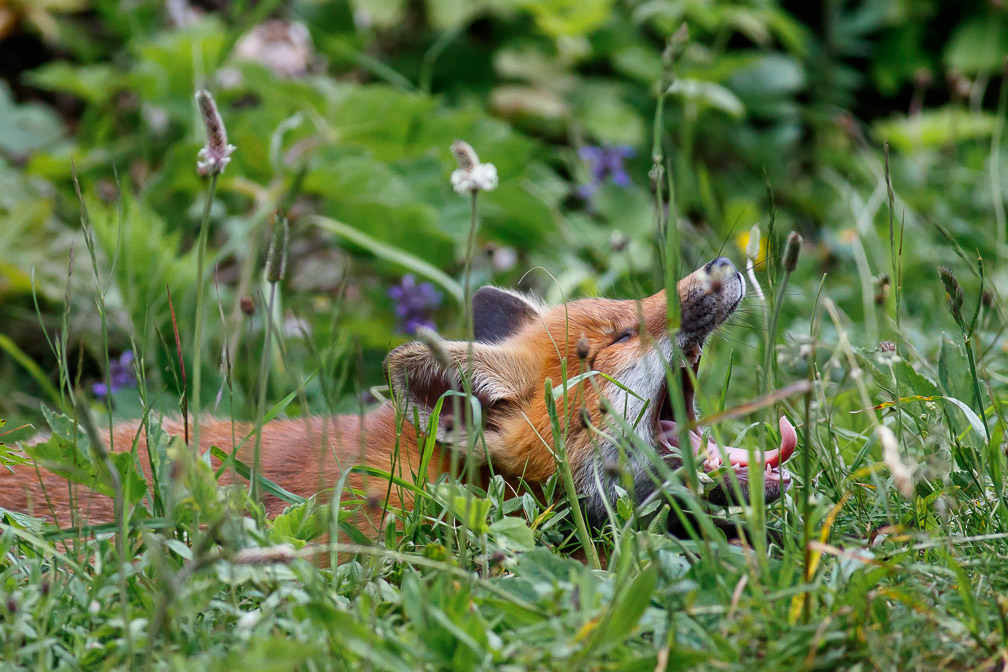 vulpes-vulpes-switzerland-8.jpg