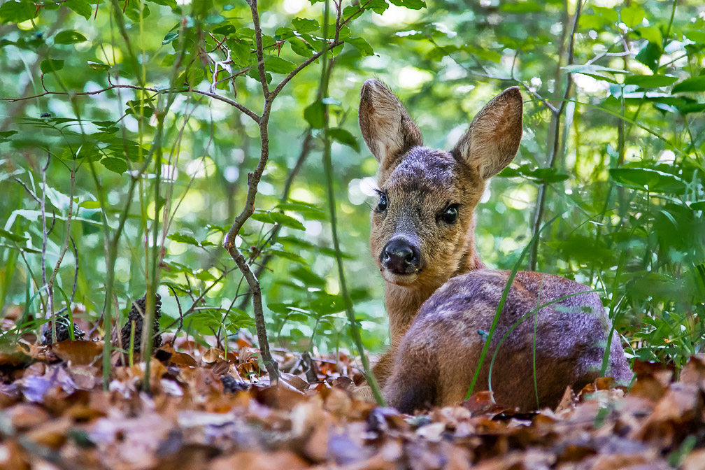 capreolus-capreolus-switzerland-12.jpg