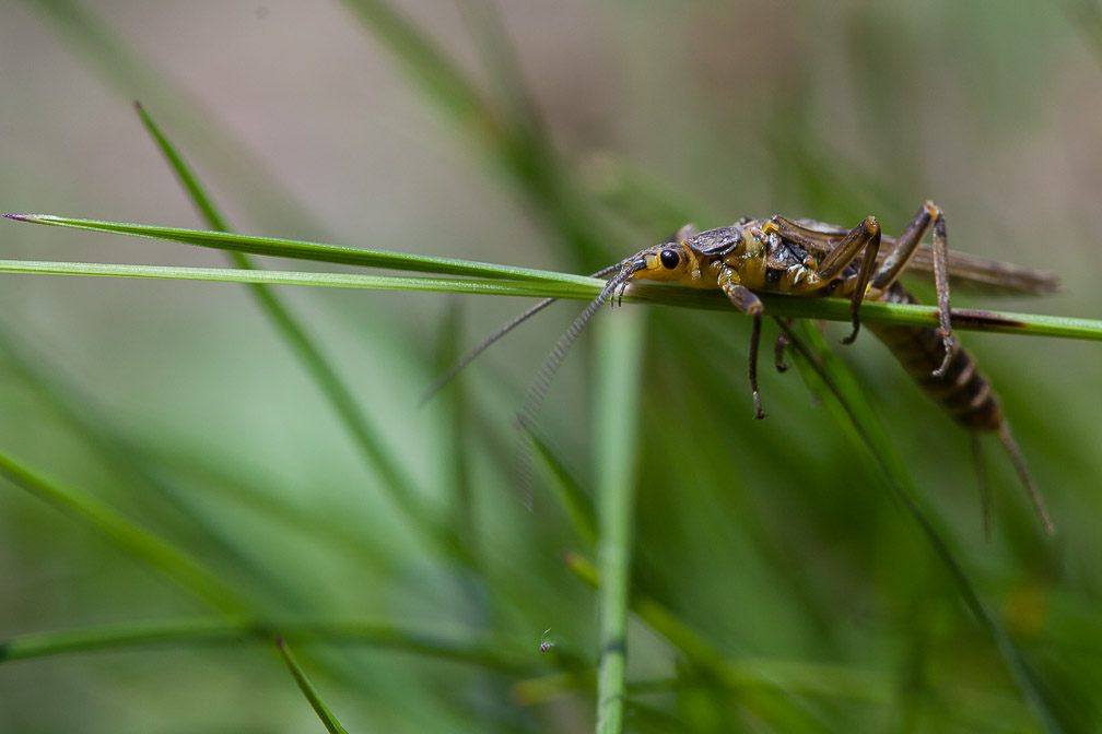 plectoptera-sp-switzerland.jpg