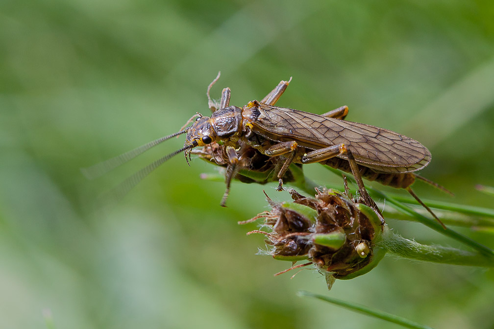 plectoptera-sp-switzerland-2.jpg