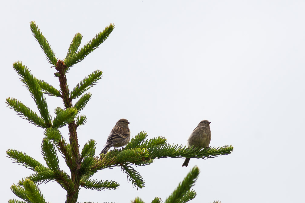 serinus-serinus-switzerland-4.jpg