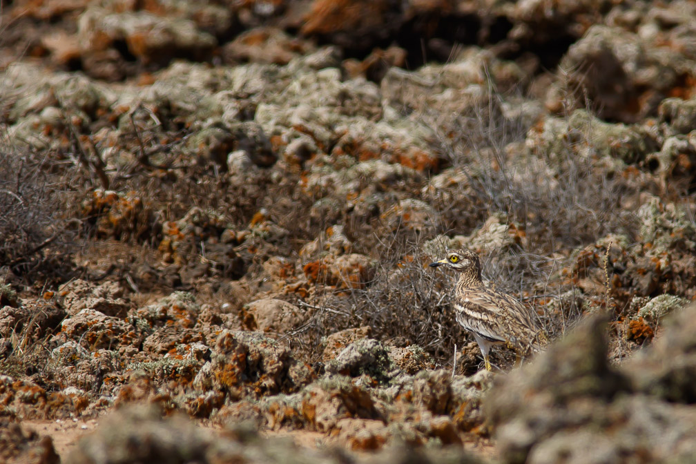 burhinus-oedicnemus-canaries-fuerteventura-2.jpg