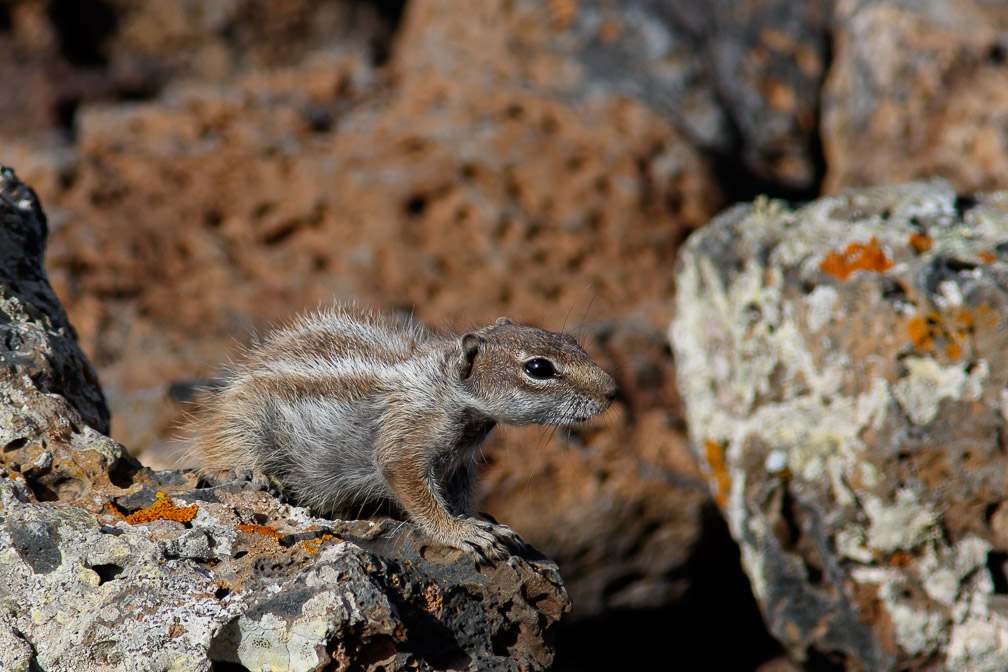 atlantoxerus-getulus-canaries-fuerteventura-2.jpg