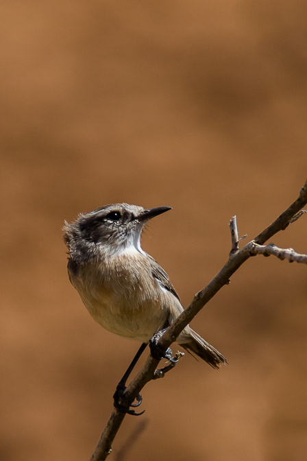 saxicola-dacotiae-canaries-fuerteventura-2.jpg