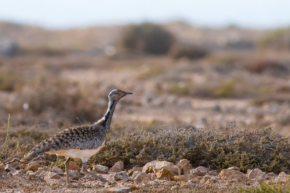 chlamydotis-undulata-canaries-fuerteventura.jpg