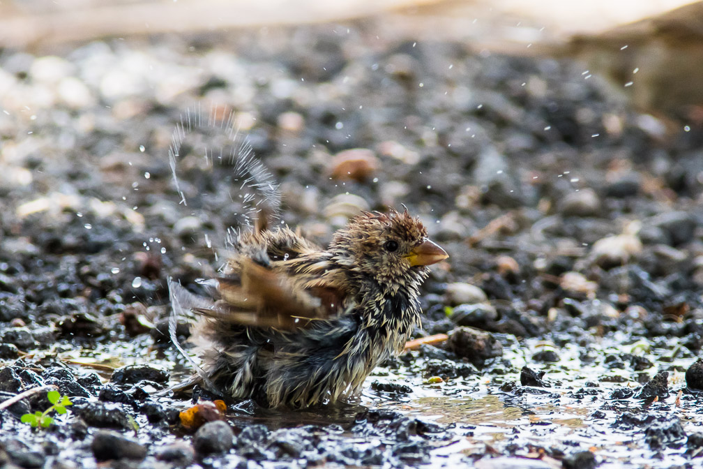 passer-hispaniolensis-canaries-fuerteventura-2.jpg