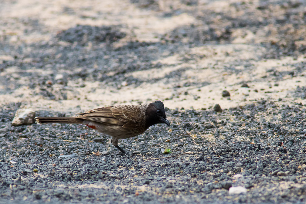 pycnonotus-cafer-canaries-fuerteventura-2.jpg