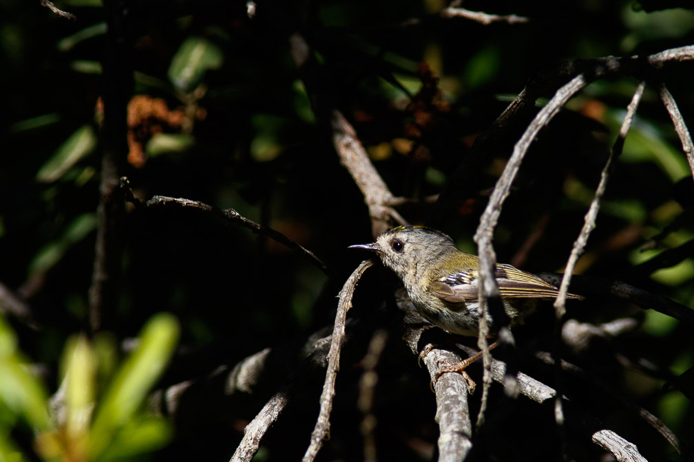 regulus-regulus-canaries-la-palma.jpg