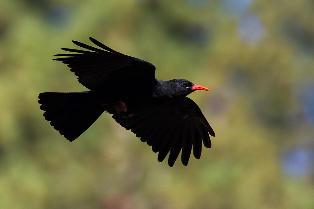 pyrrhocorax-pyrrhocorax-canaries-la-palma.jpg