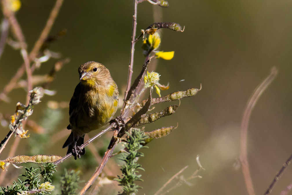 serinus-canaria-canaries-la-palma-3.jpg